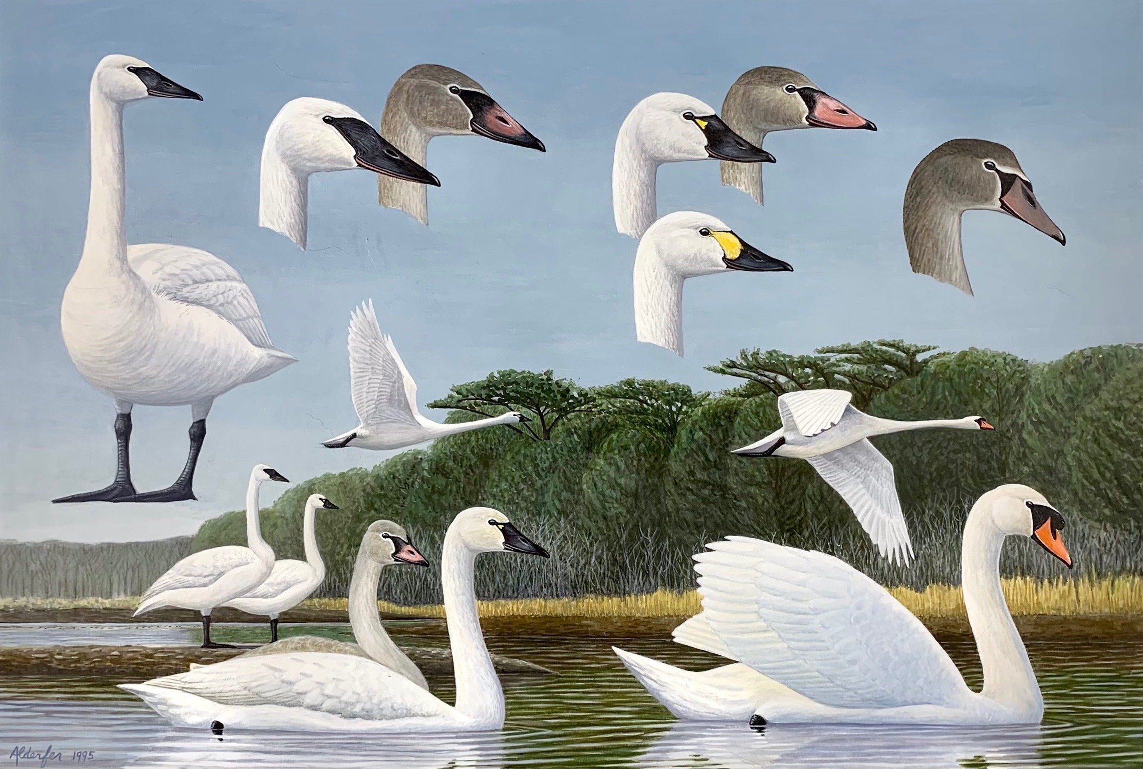 Swans, 1995  (Copy)
