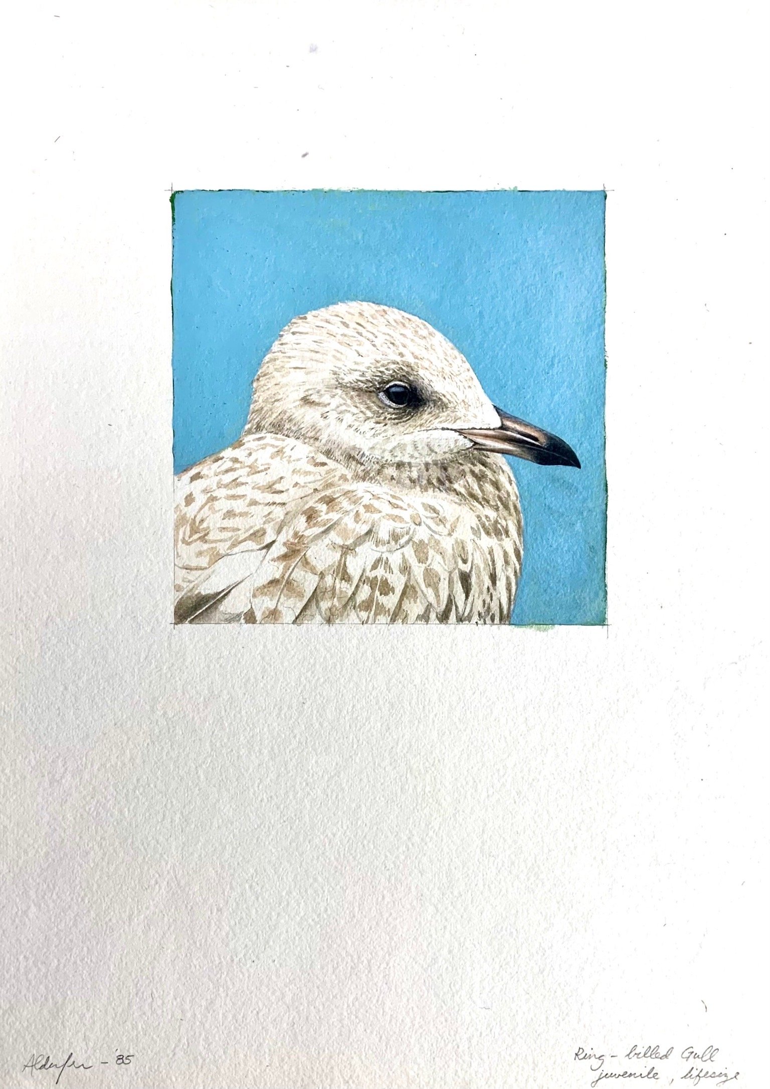 Ring-billed Gull, Juvenile, 1985  (Copy)