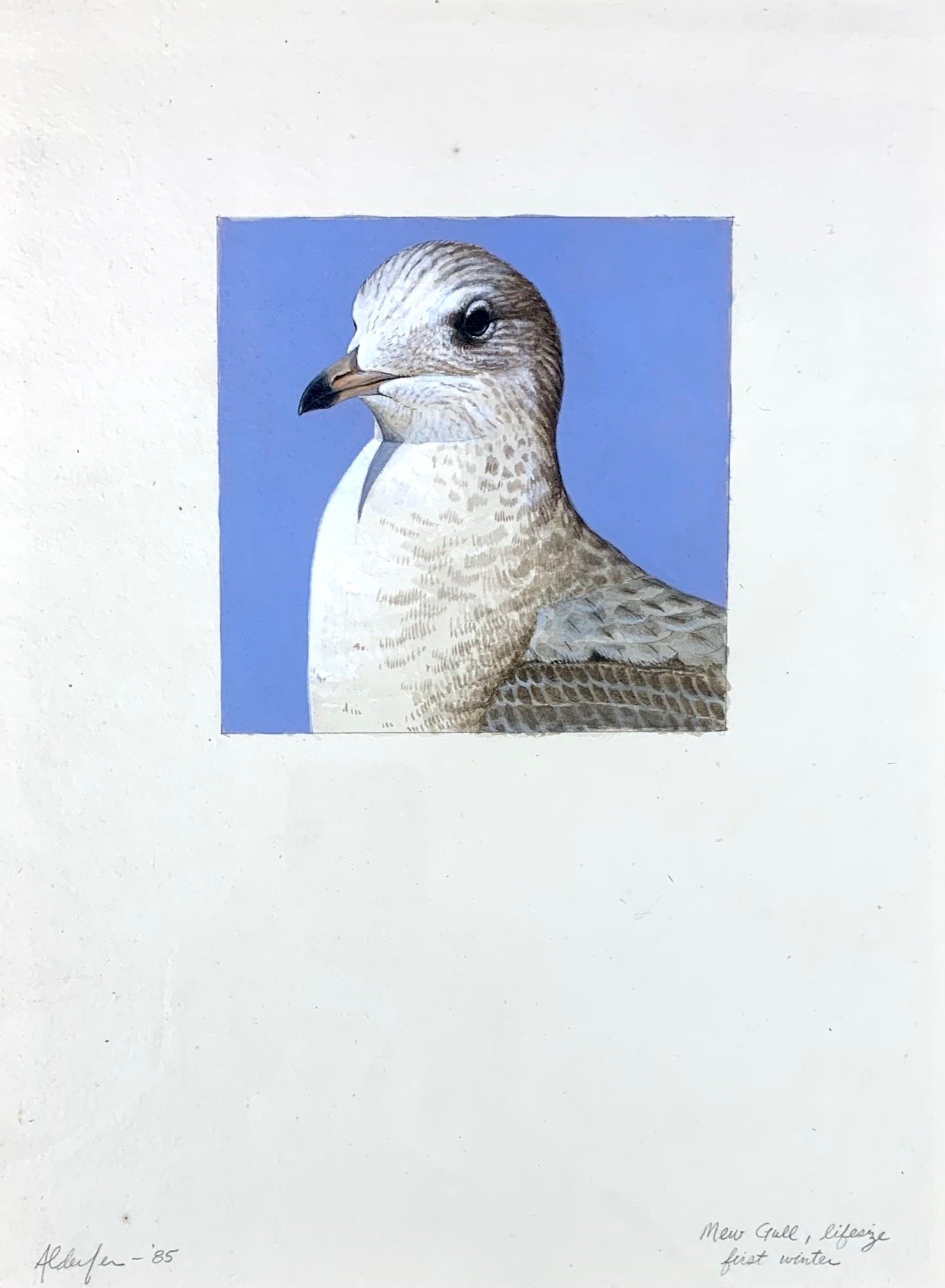 Mew Gull, First Winter, 1985  (Copy)