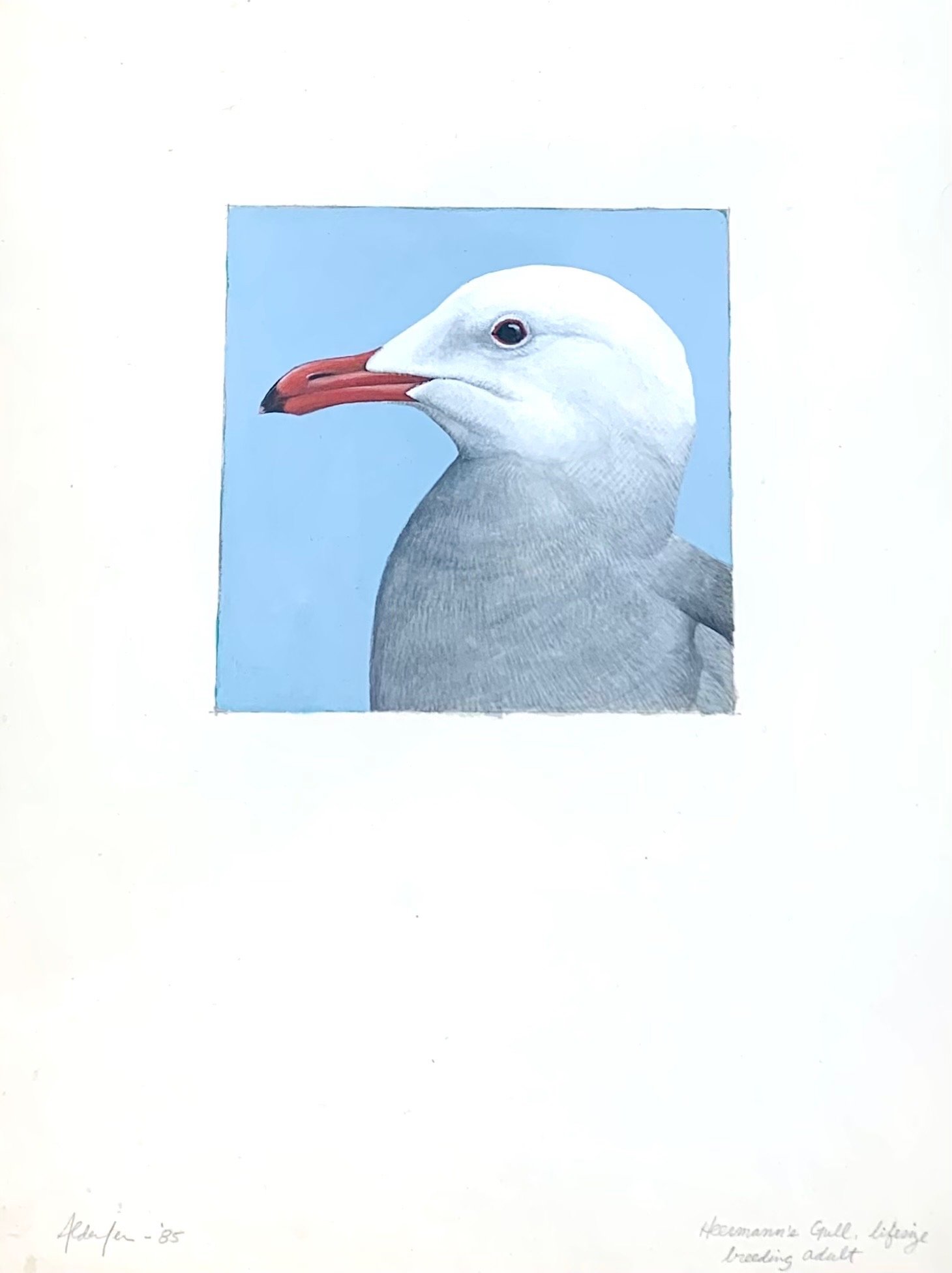 Heermann's Gull, Breeding Adult, 1985  (Copy)