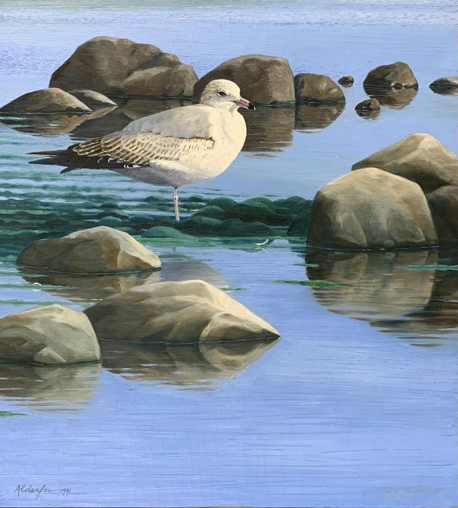 Young Ring-billed Gull, 1991  (Copy)