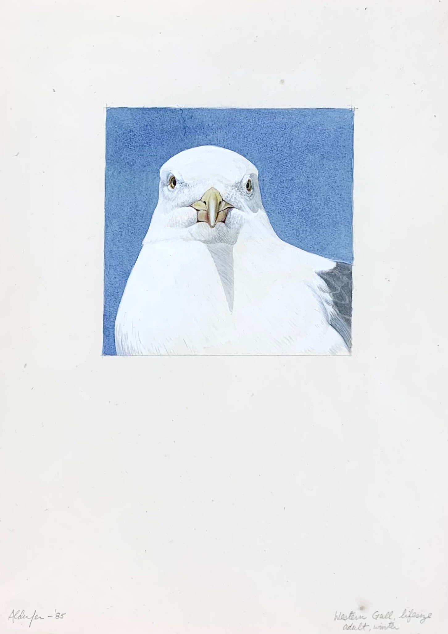 Western Gull, Winter Adult #2, 1985  (Copy)