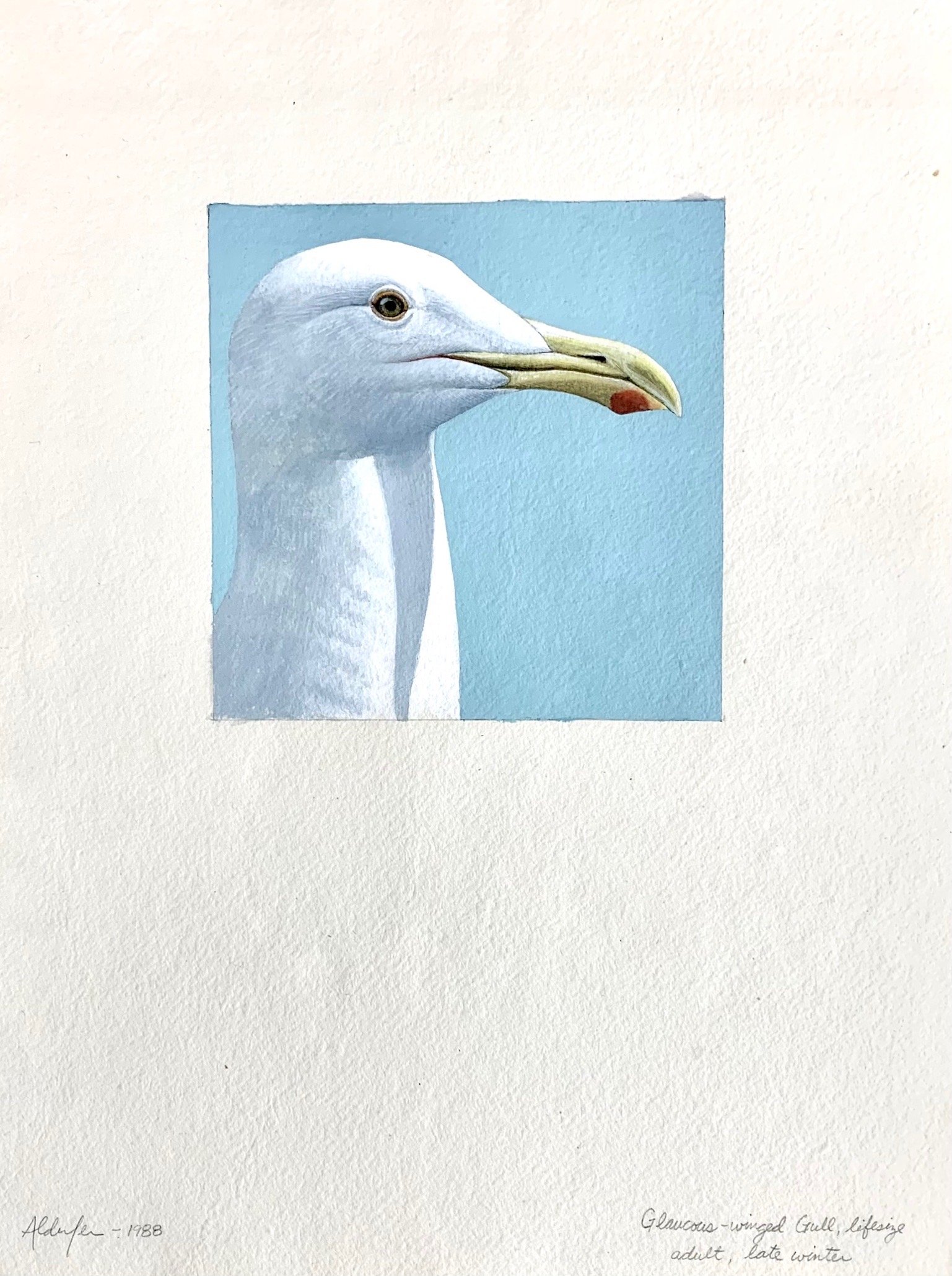 Glaucous-winged Gull, Late Winter Adult, 1988  (Copy)