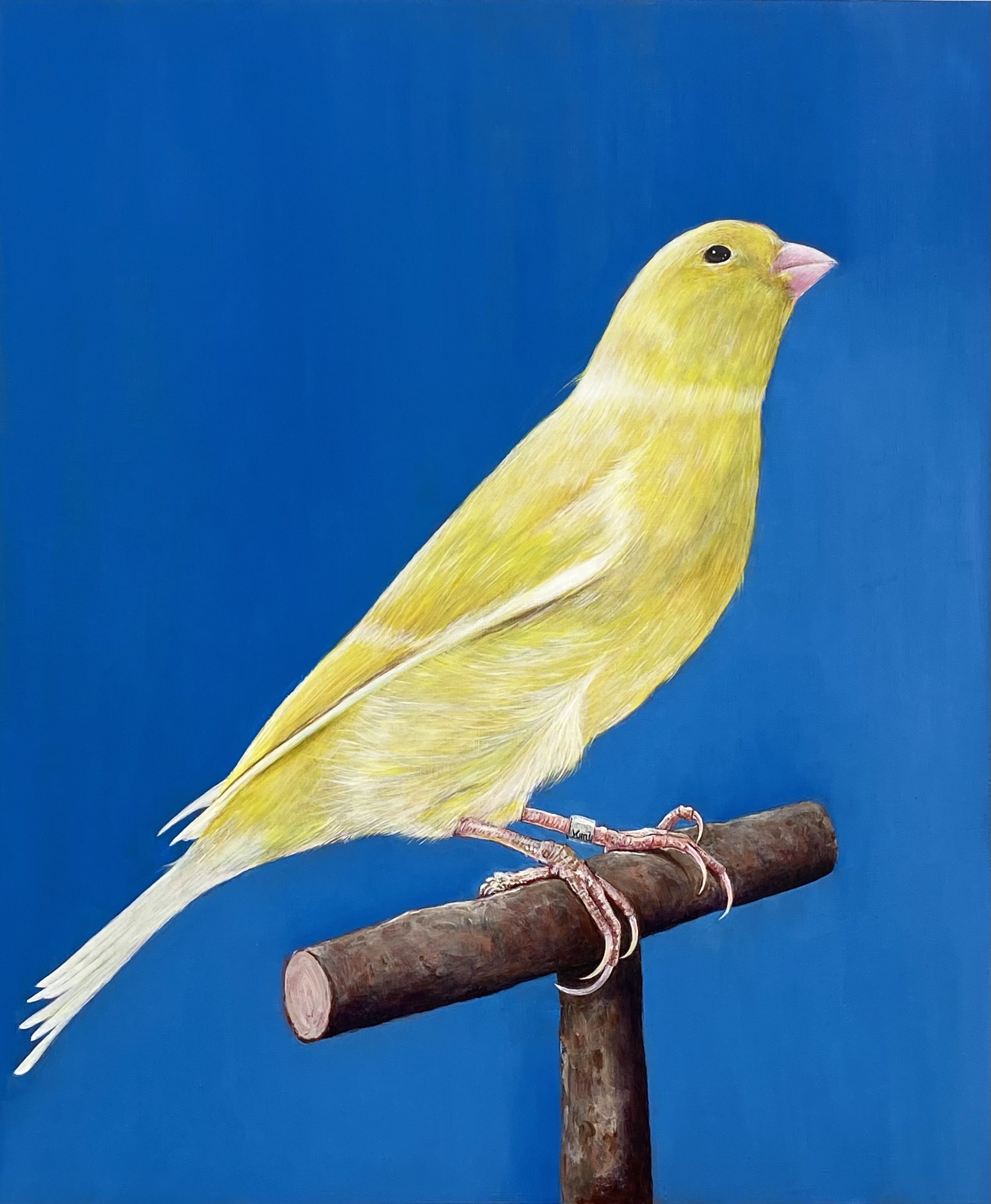 Lemon Canary  (Copy)