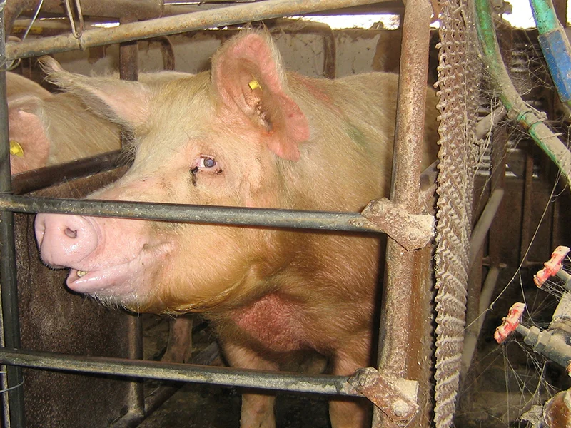 Death on a Factory Farm