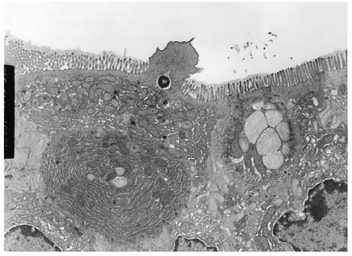 Screen Shot 2020-03-26 at 11.54.08 AM.png