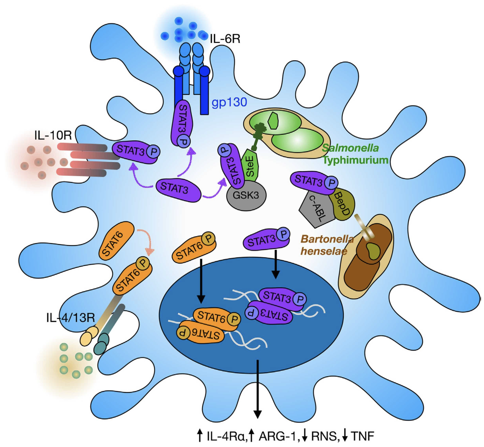 Plant pathogen evades immune system by targeting the microbiome