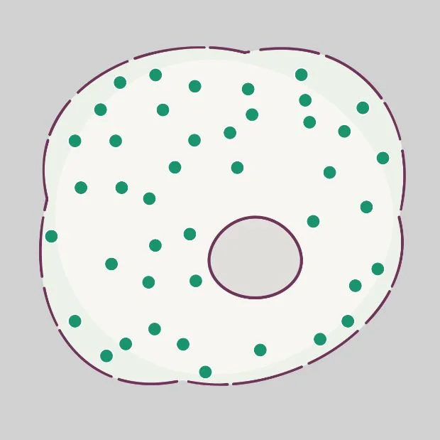 The delivery solution gently permeabilizes the cell membrane allowing rapid diffusion of cargo into the cell.