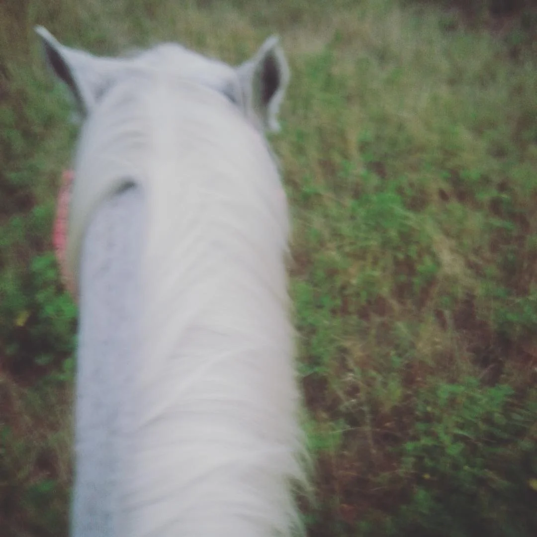 Horse.jpg