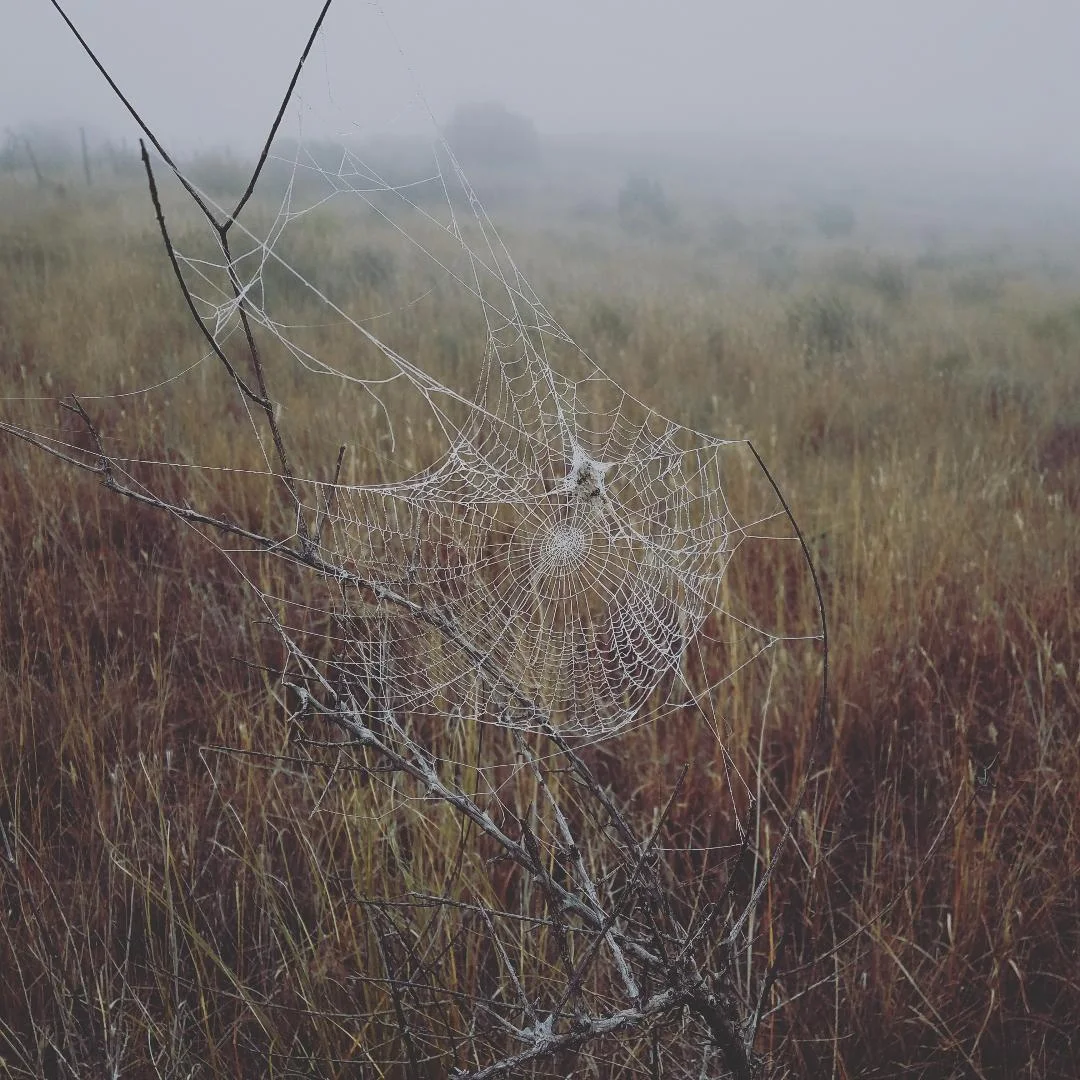 web.jpg