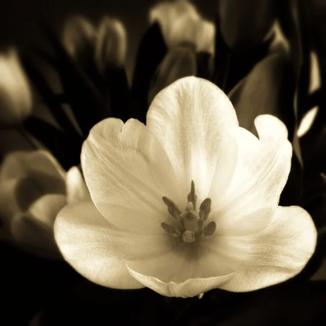 julie moore