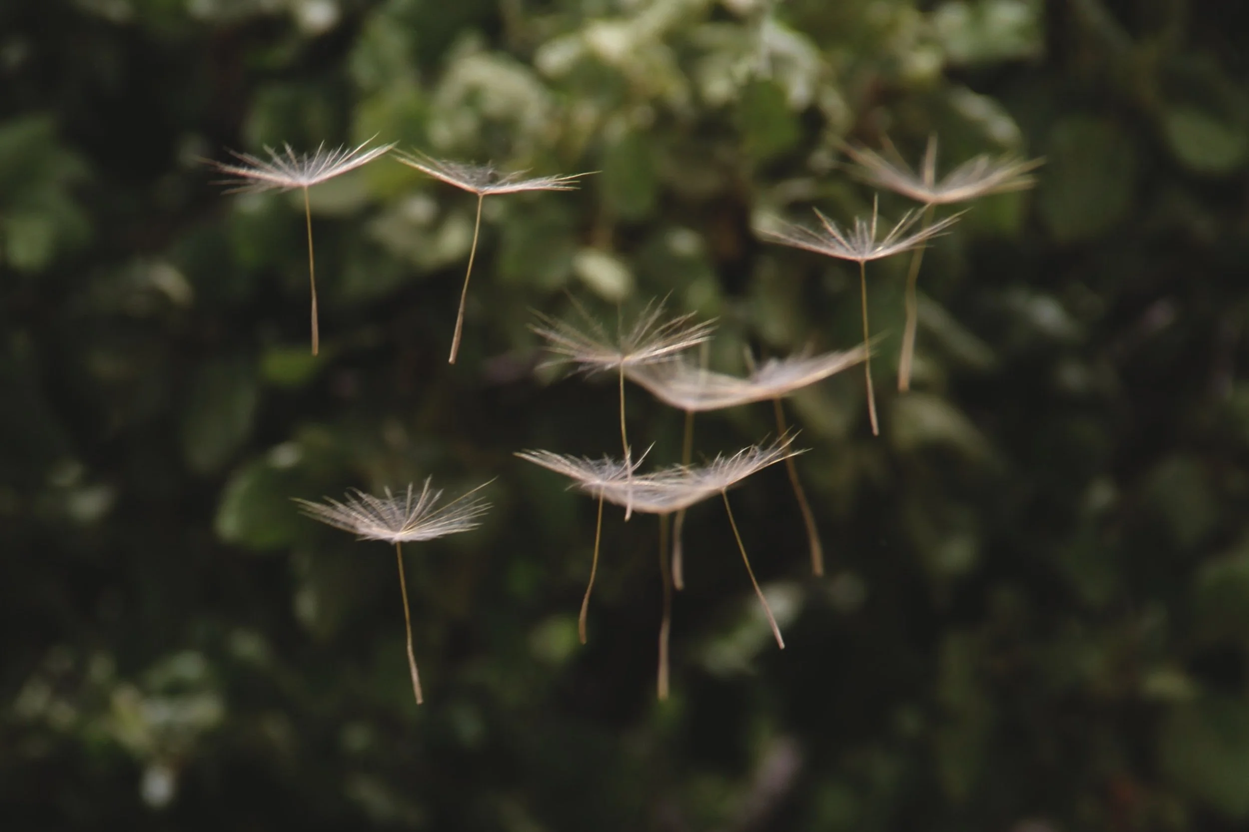 Uncoercive Seed