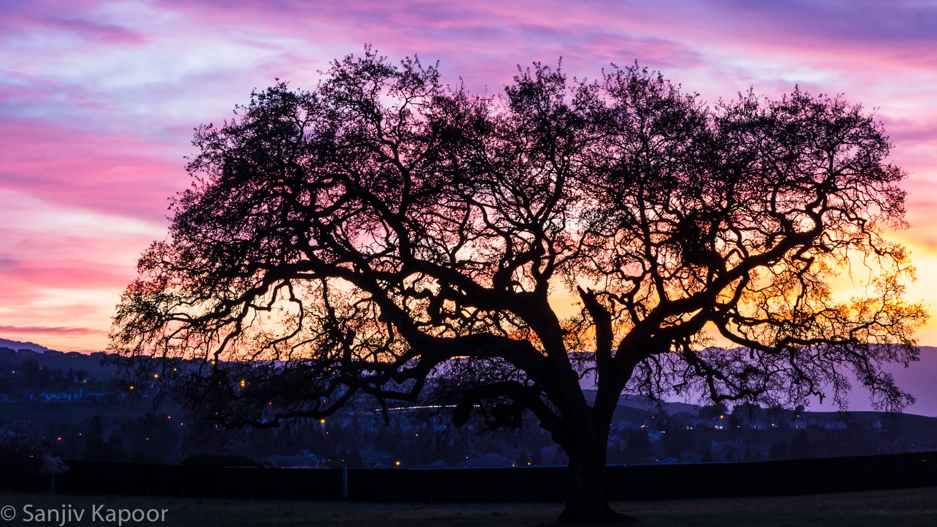 Mighty oak at sunset