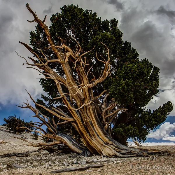 "5000 yrs young" White mountains, USA