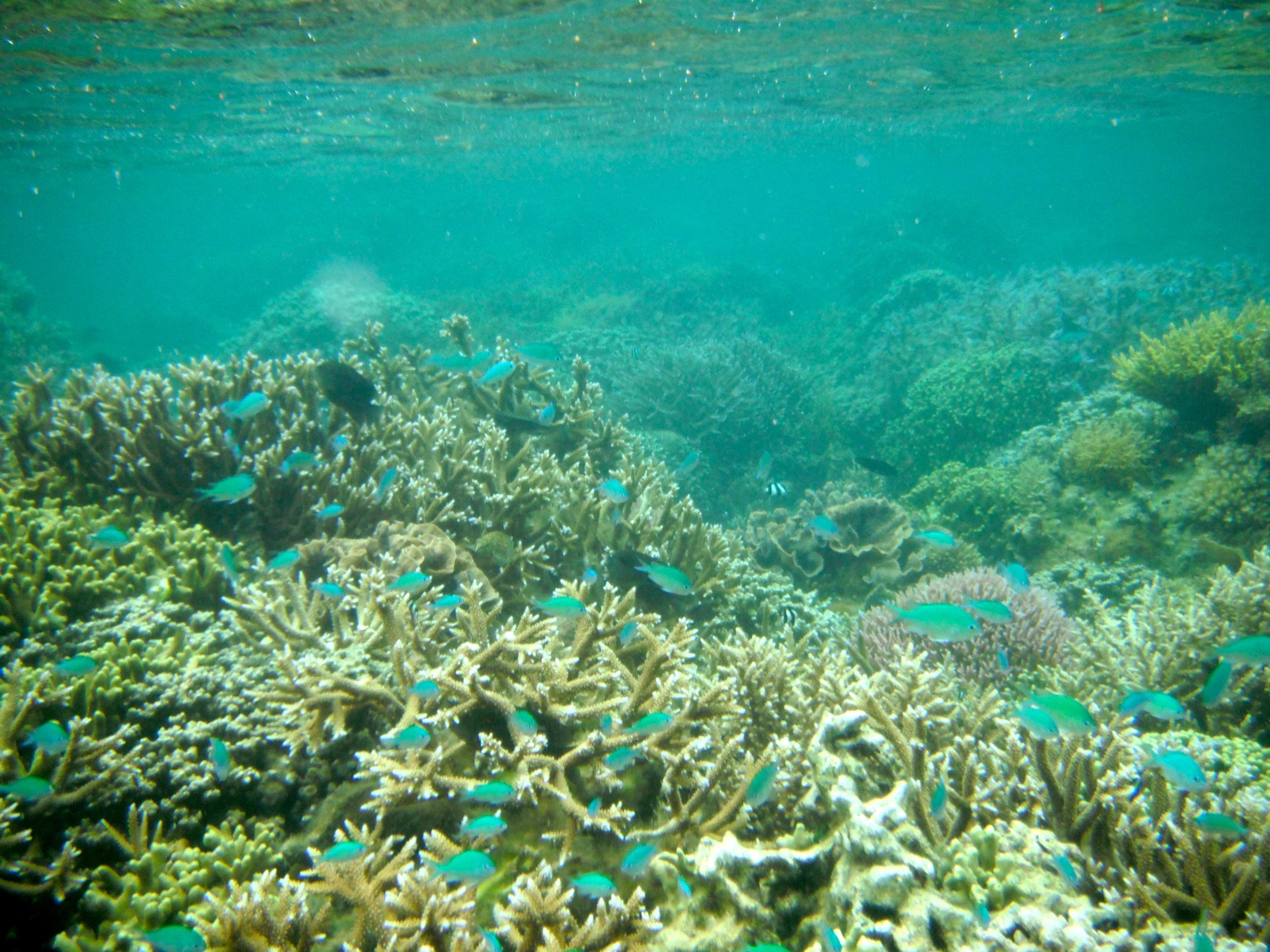 Fijian Reef