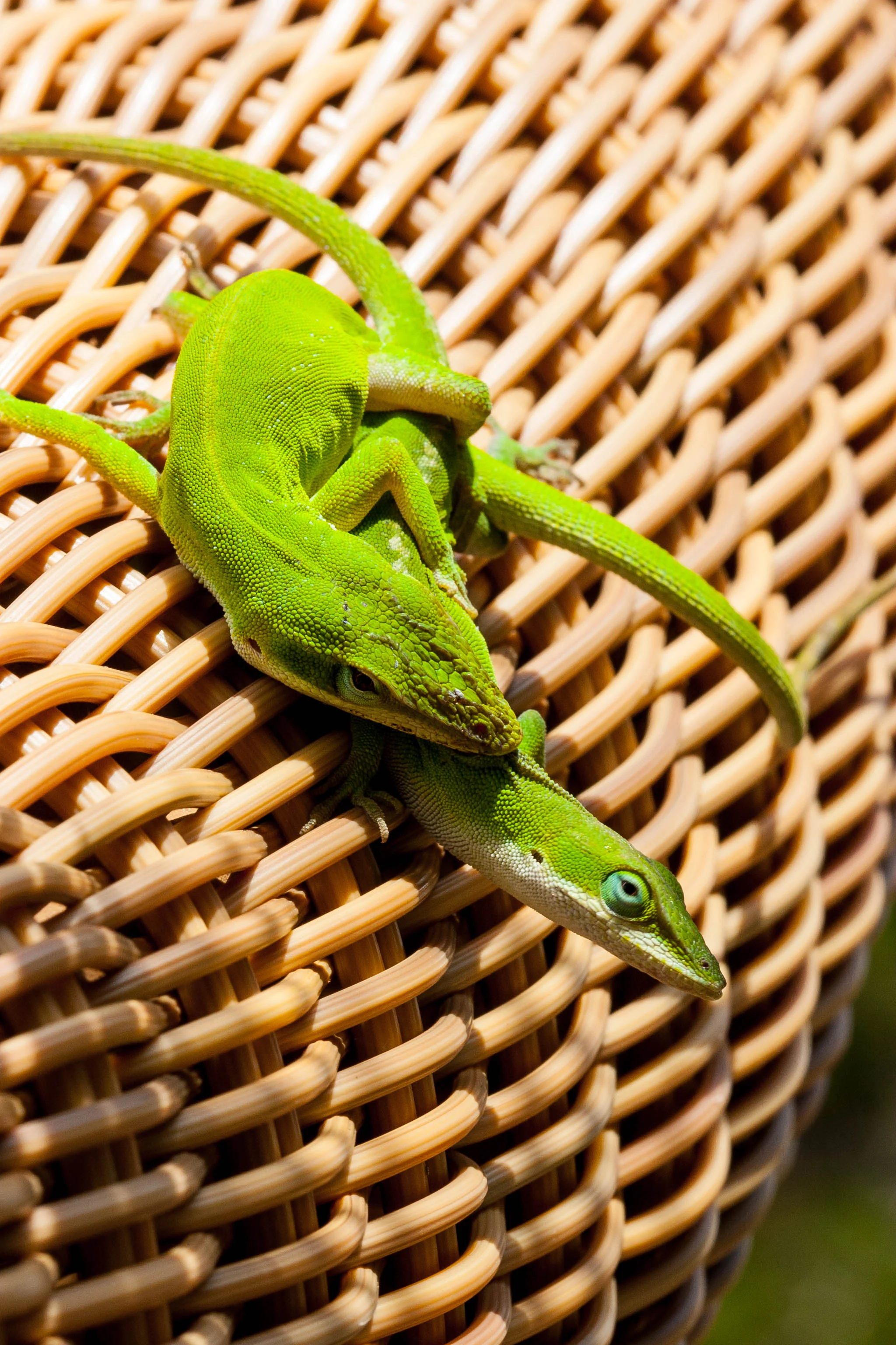 Lizard Porn