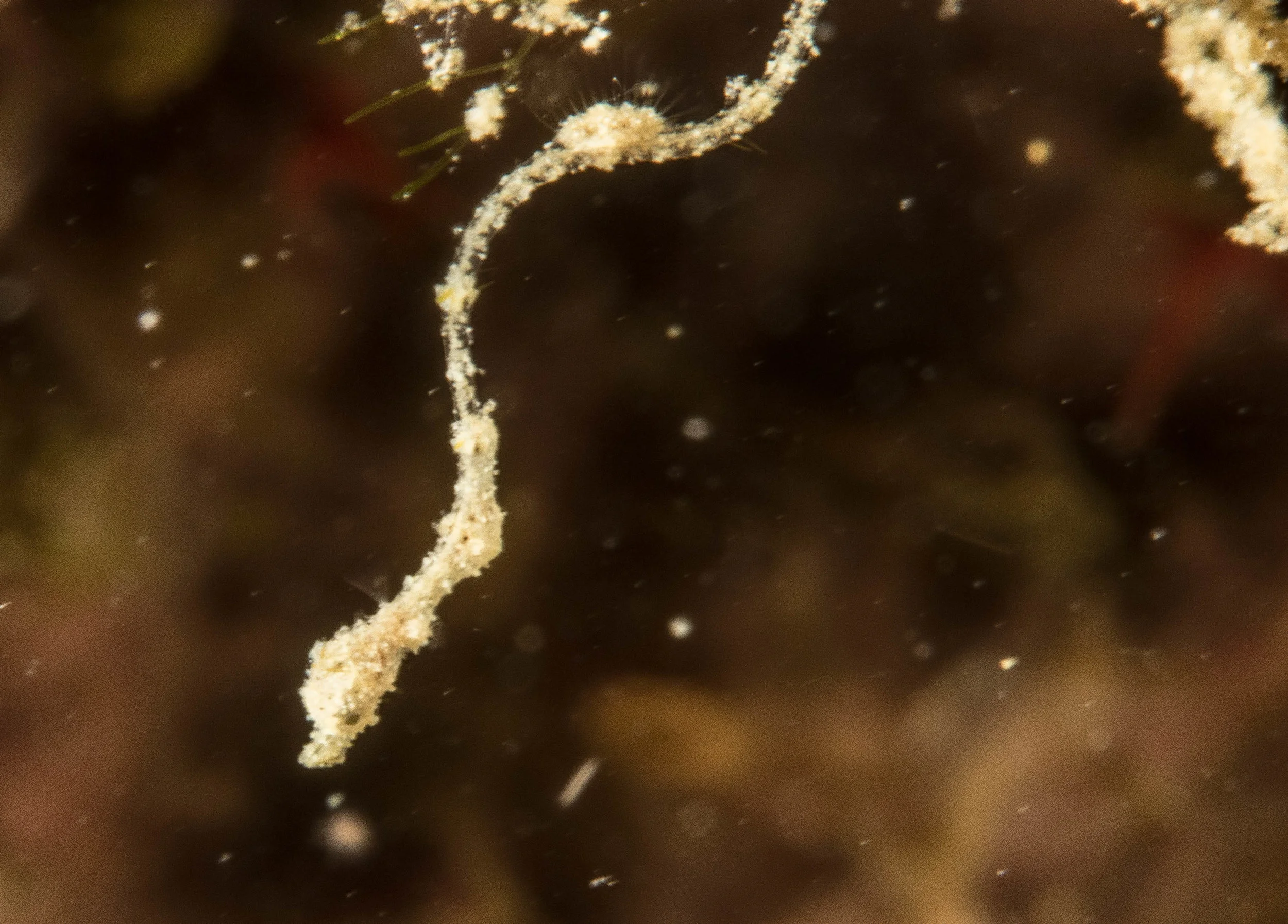 Lembeh Sea Dragon 20160503_5.jpg