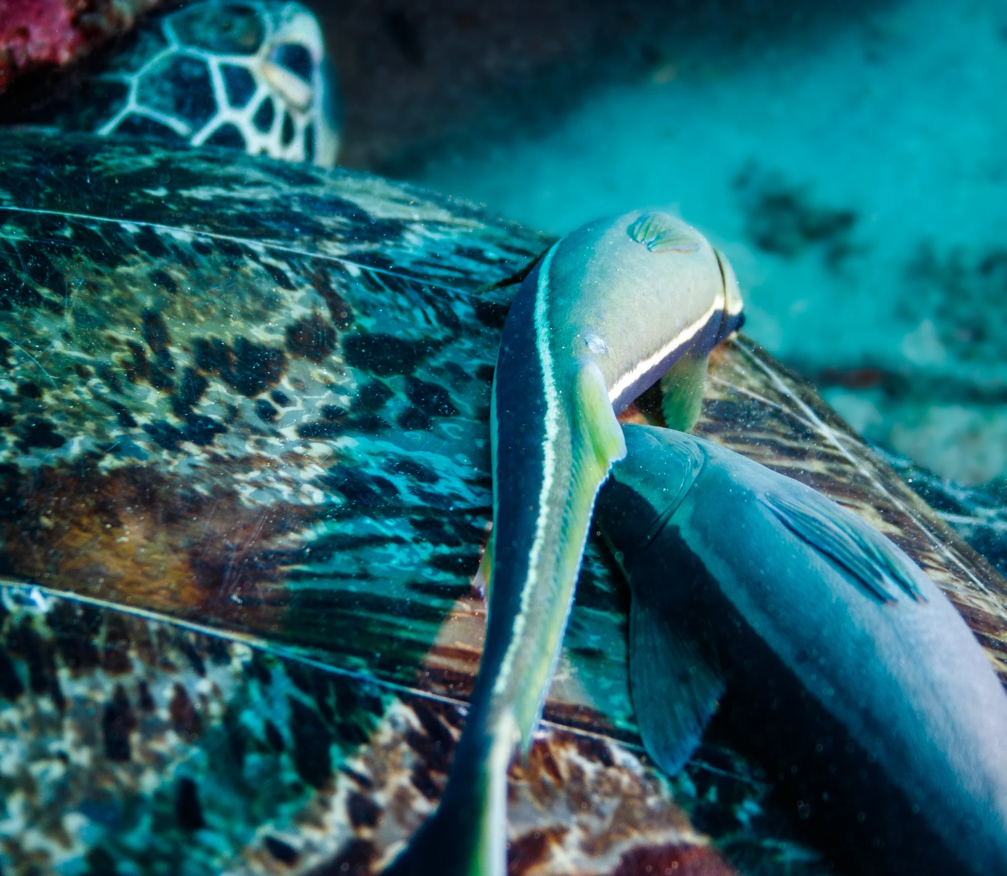 turtle and remora.jpg