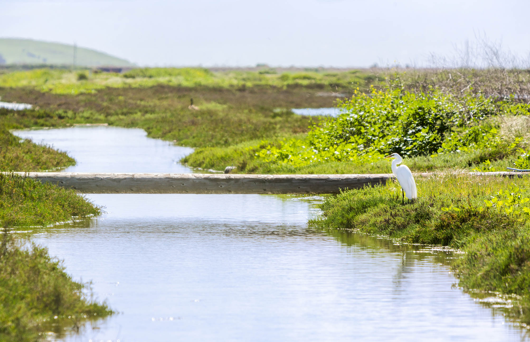 Ecological Preserve.jpg