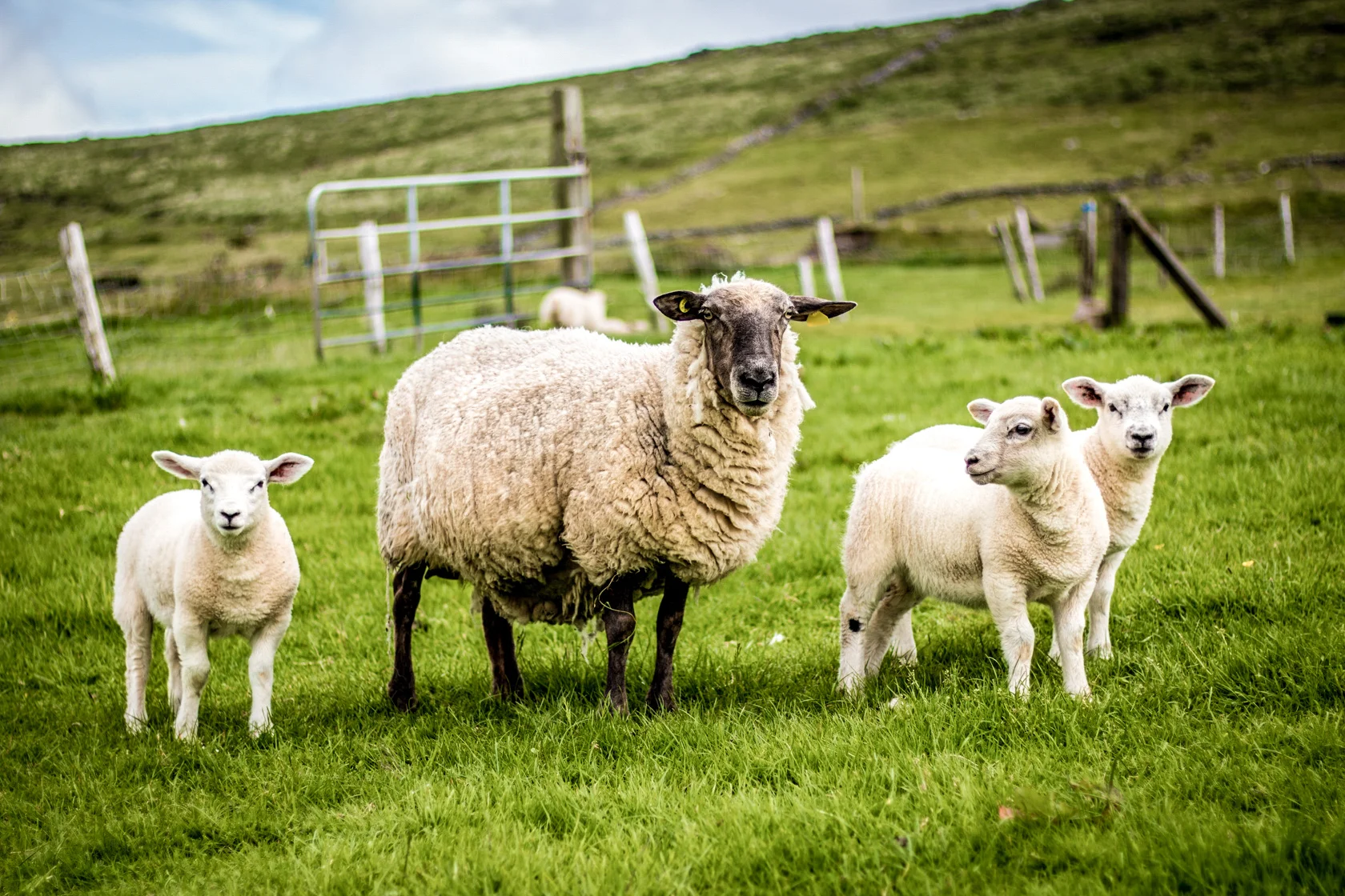 Ireland