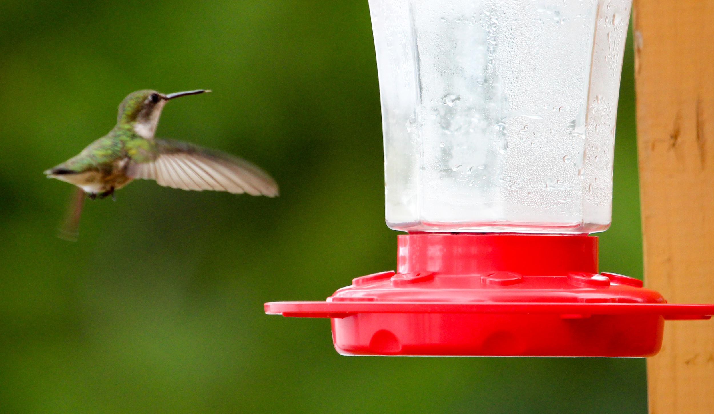 When one starts humming right by you, it is surprisingly loud!