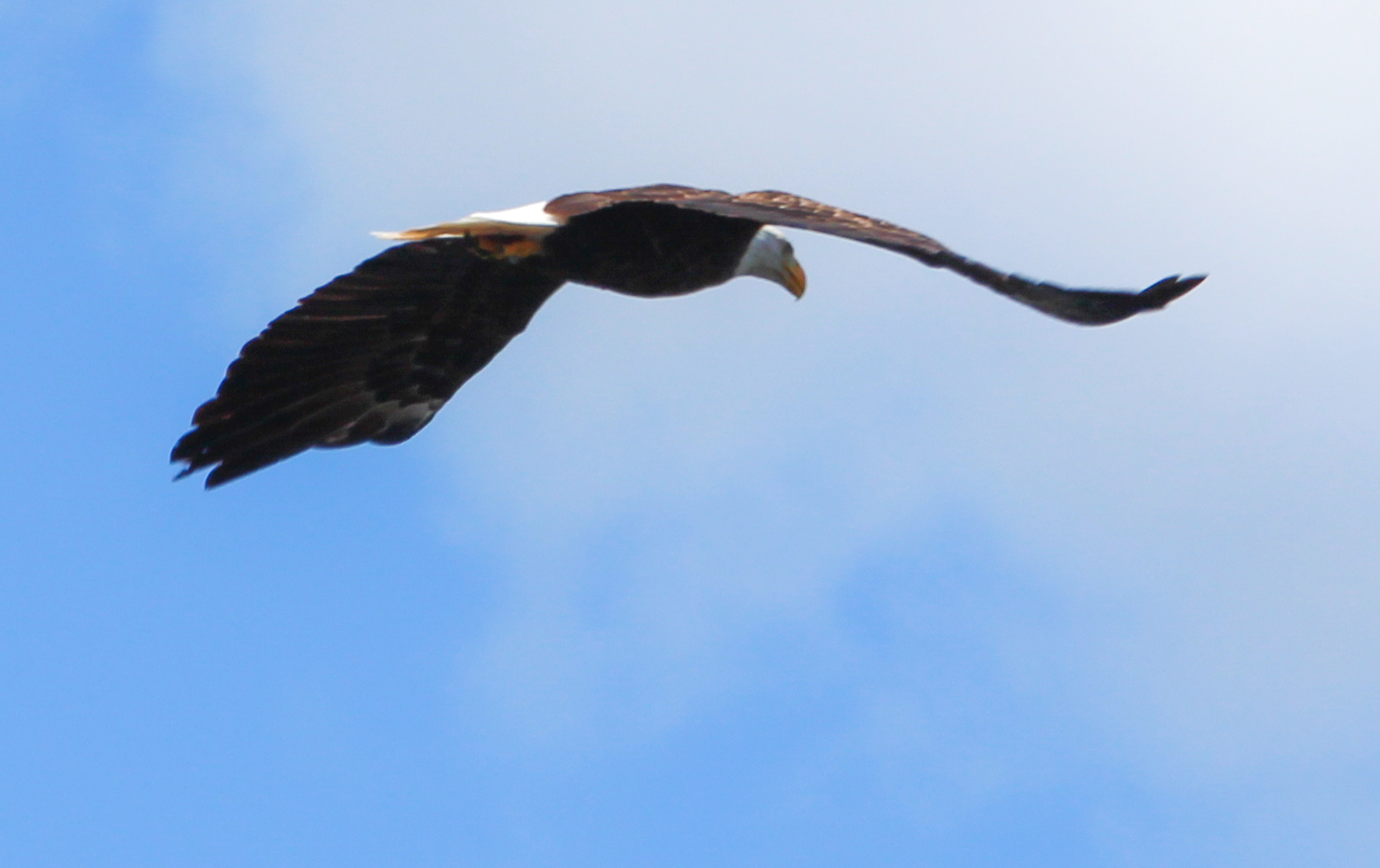 We caught another sight of our friend, Mr. Bald Eagle