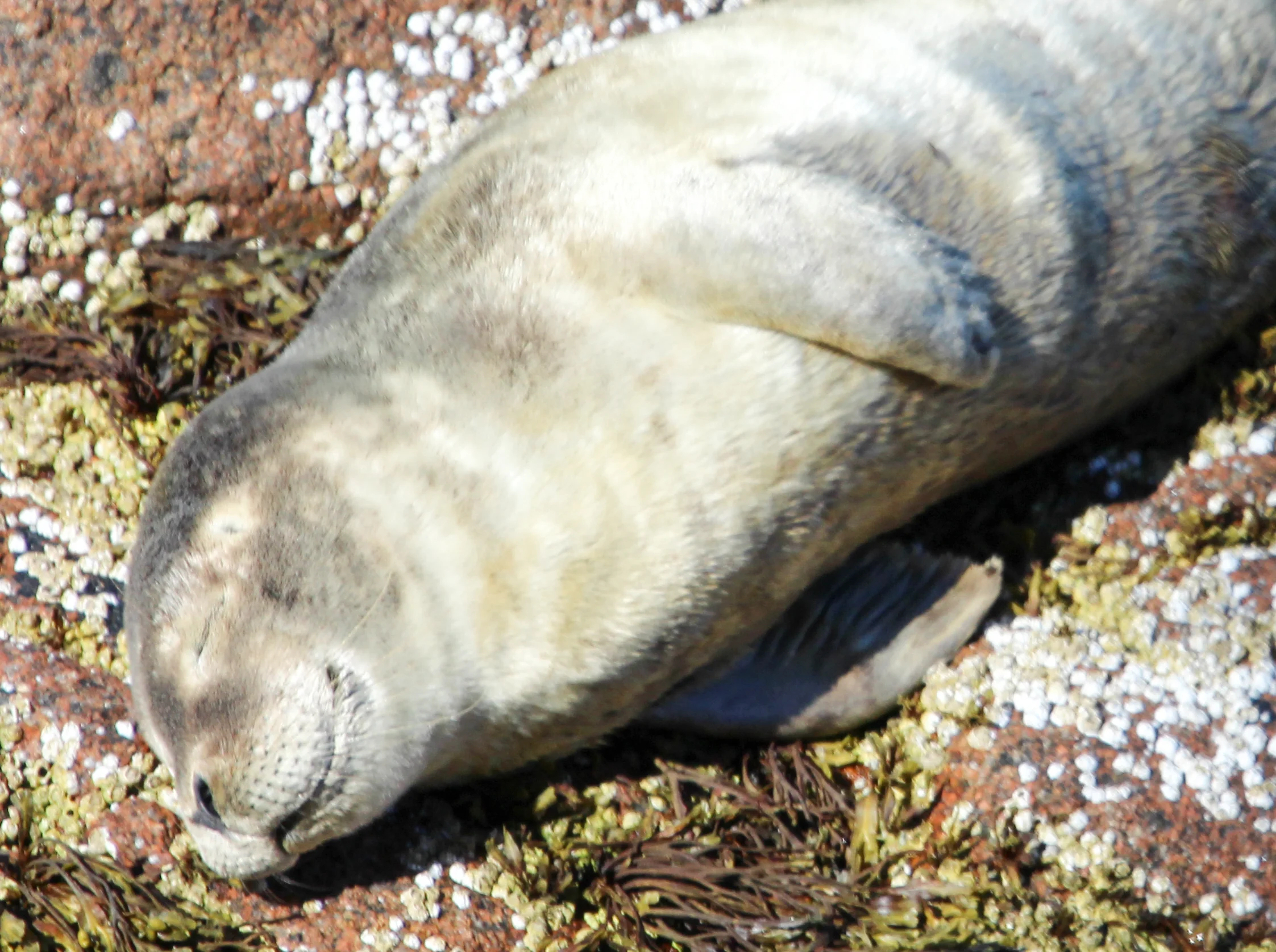 This cute fella taking a nap in the sun on the rocks below!