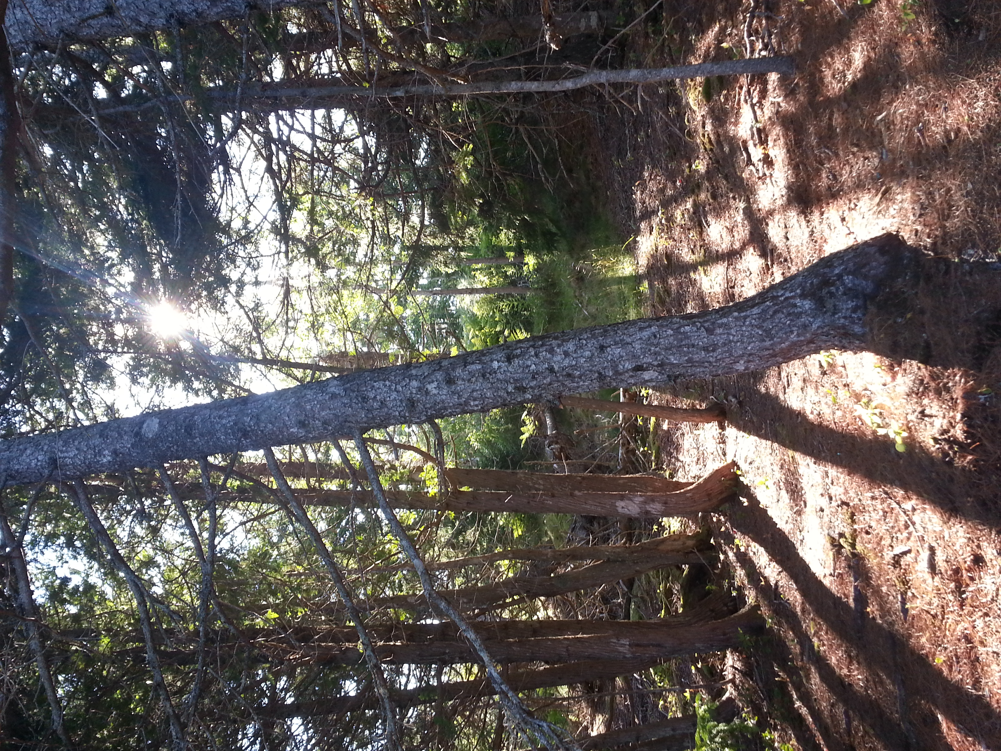 And then you walk through the forest! What magical light!