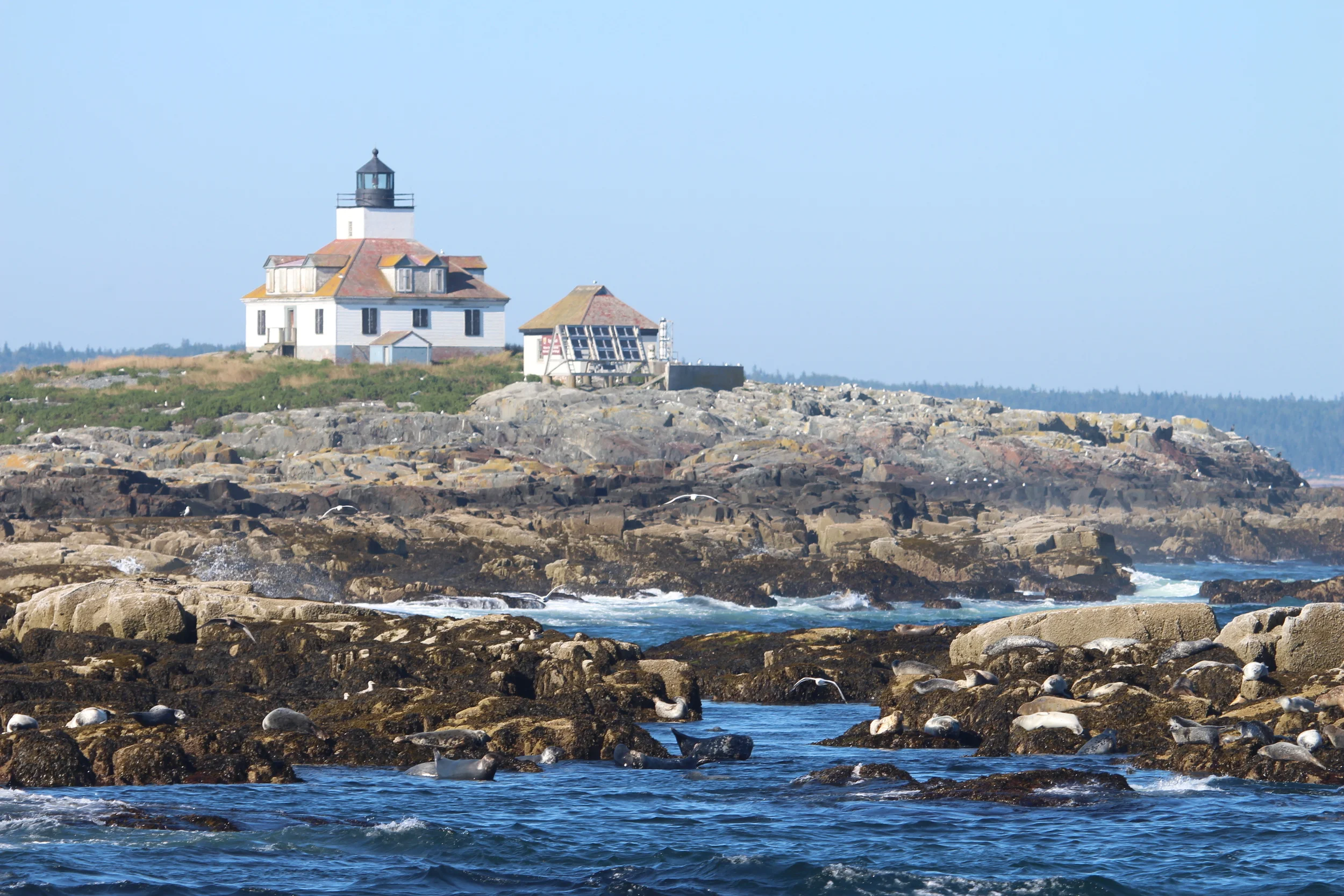 Egg Rock Lighthouse, with all sorts of sea birds and seals on the rocks around it.