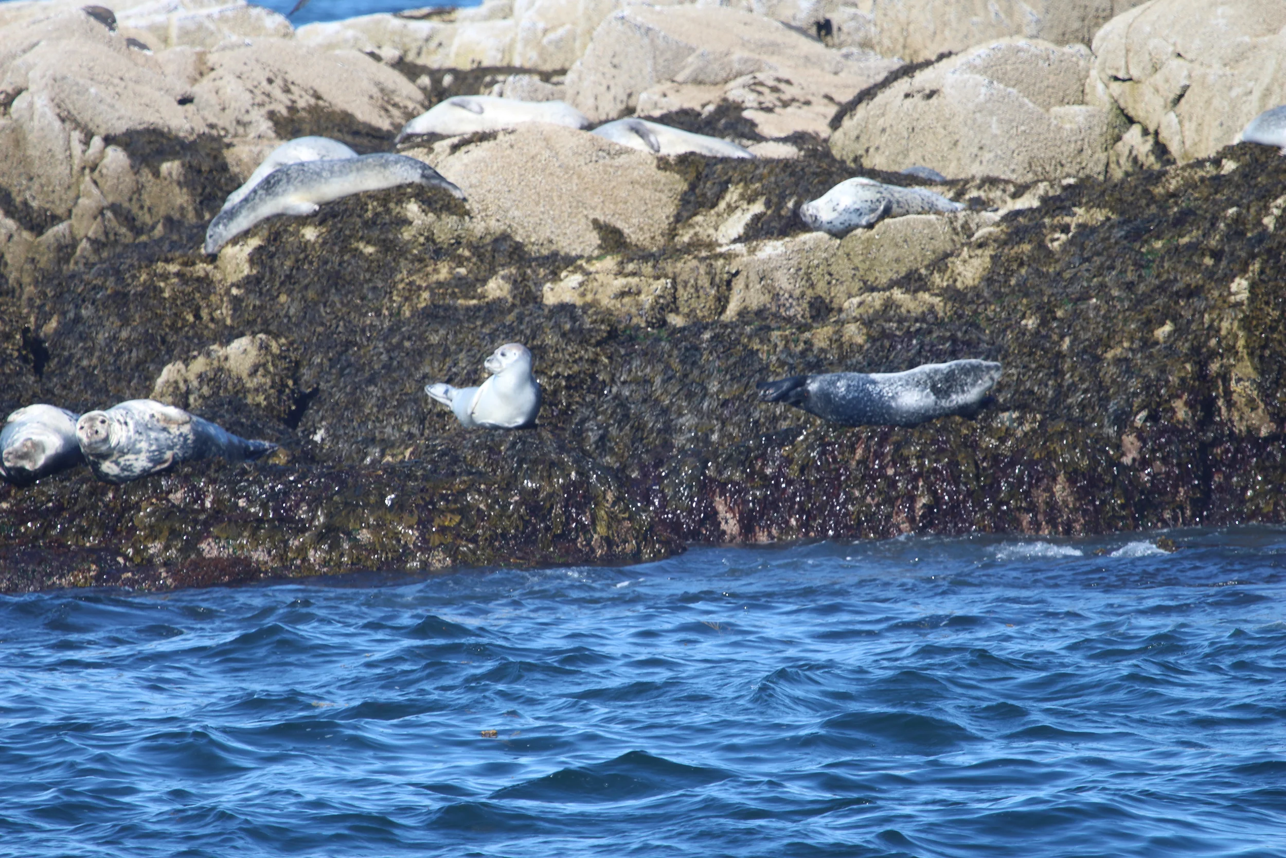 Look at the little guy in the bottom left corner. Is he posing for the camera?