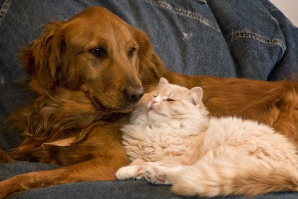 Molly and Cat Dog sm.jpg