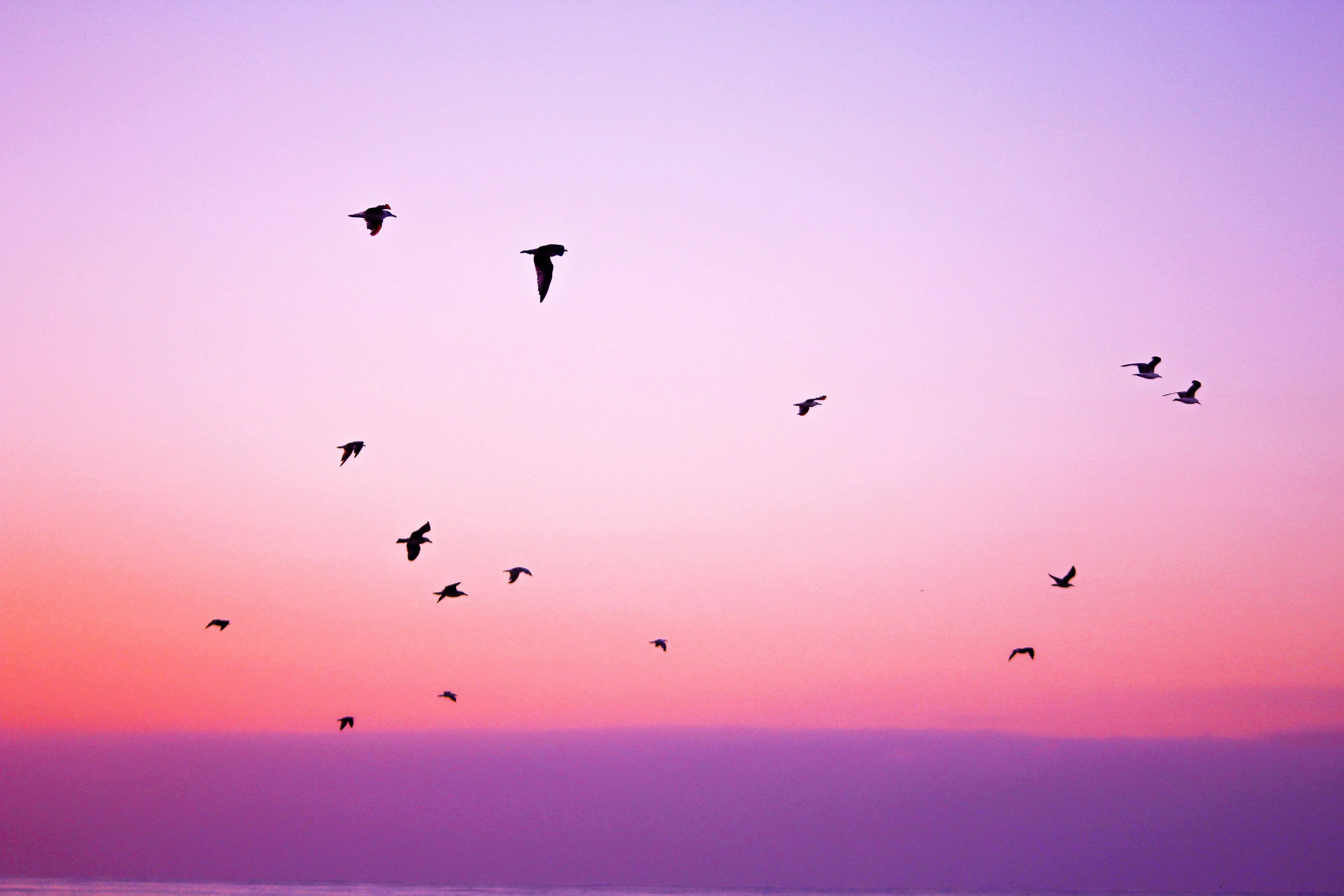 purple.jpg
