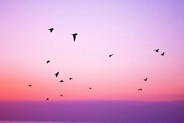 purple-mc.jpg