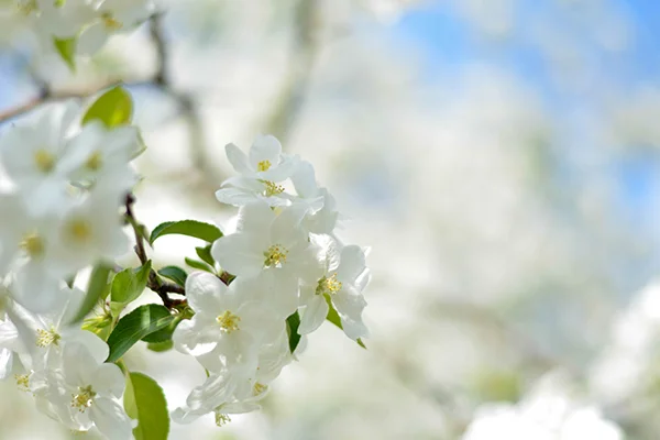 white-flowers-branch-mc.jpg