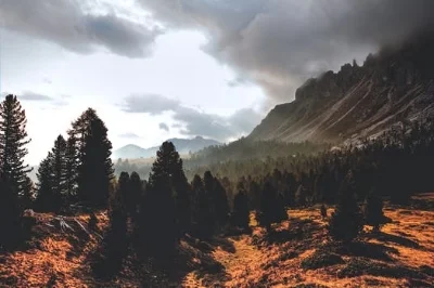 Actual Photo of Wilderness Behind My Tree