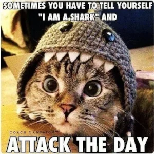 Cat Shark.jpg