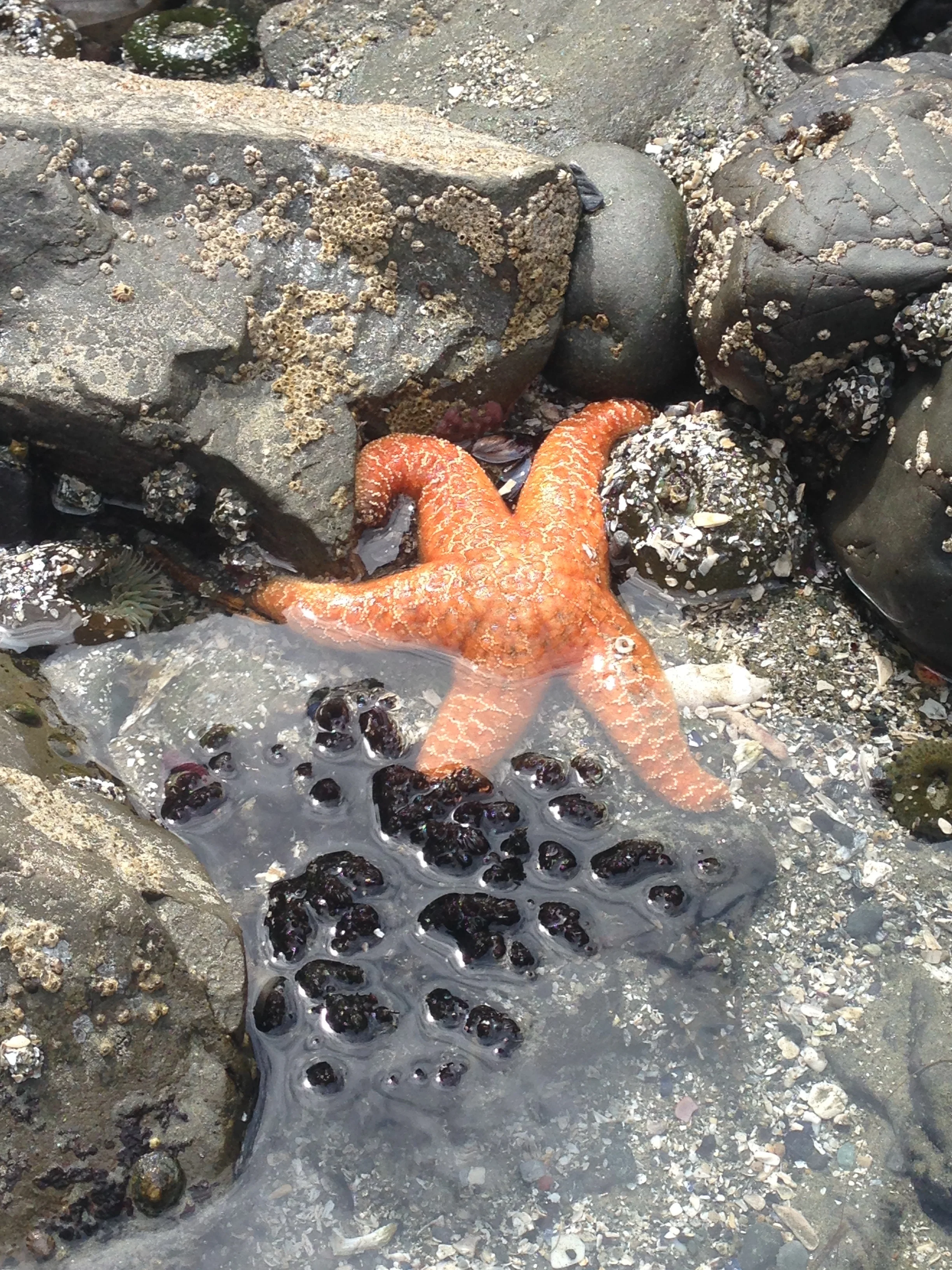 Tide Pooling at Adventure Club