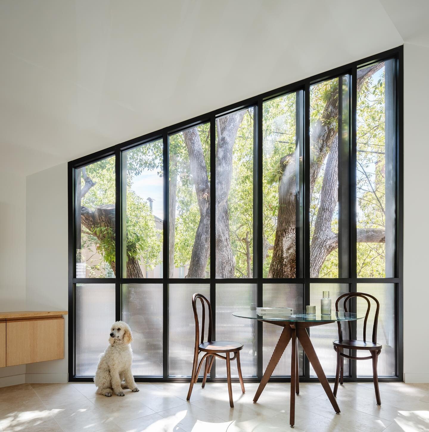 Woollahra Treehouse feat. Daisy, recently shot by @_katlu 
➖
#bonesstudio #sydneyarchitecture #australianarchitecture #architecture #sydneybuilder #woollahra #sydney #houses #archdaily #treehousemasters #dogsofinstagram #dogforscale #dogsofsydney #do