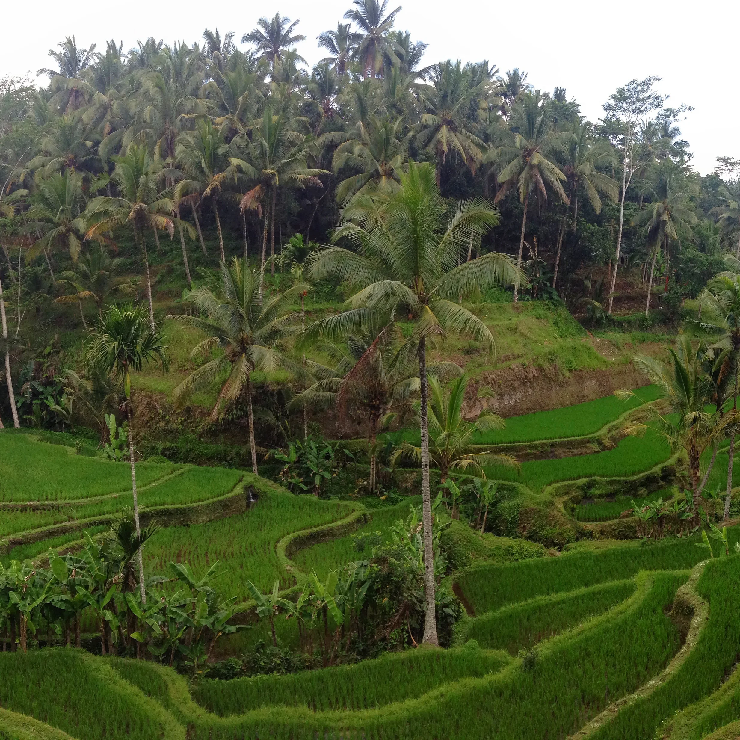 Tegalalang Rice Field, Ubud, Bali