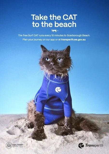 TransperthSurfcat.jpeg (Copy)