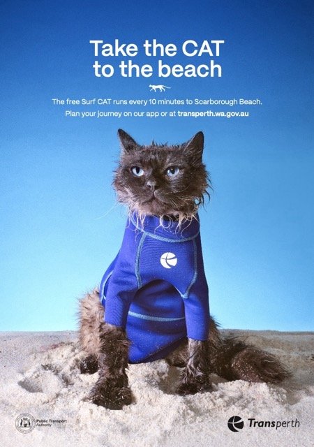 A black cat wearing a blue wetsuit sitting on sand against a blue background with white text promoting a free surf cat service to Scarborough Beach surfcat transerth nicole ferraro mauro Palmieri 