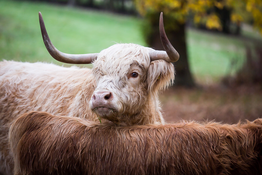 hedor_house_highland_cattle_photography-2.jpg