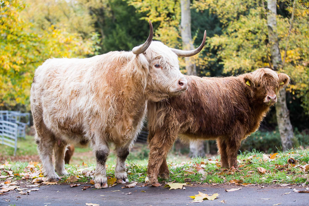 hedor_house_highland_cattle_photography-3.jpg