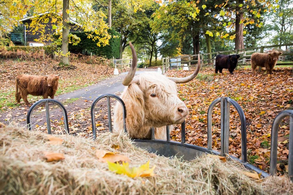 hedor_house_highland_cattle_photography-6.jpg