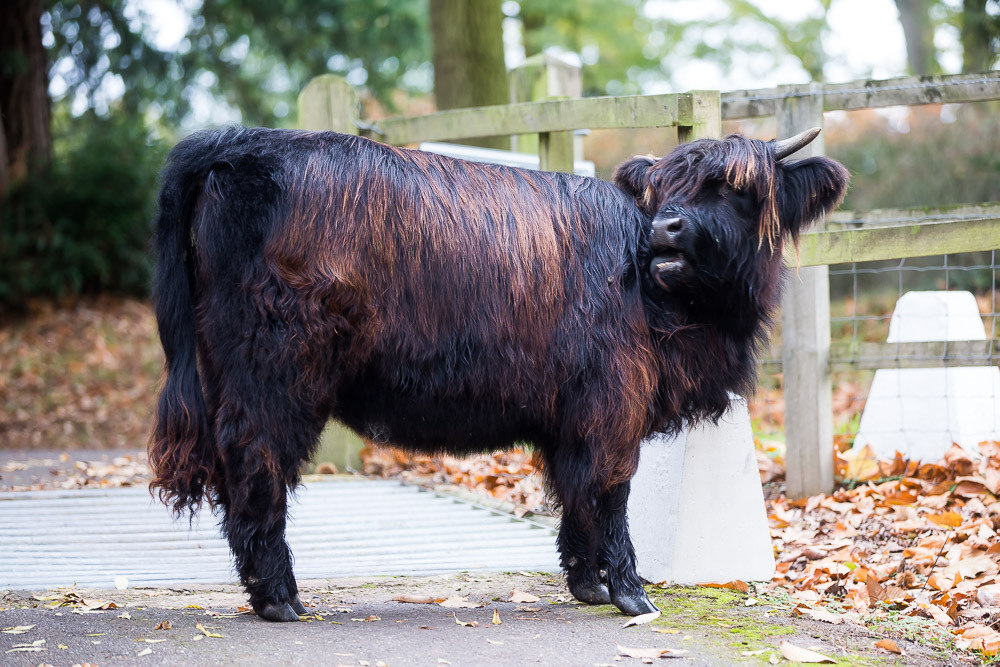 hedor_house_highland_cattle_photography-7.jpg