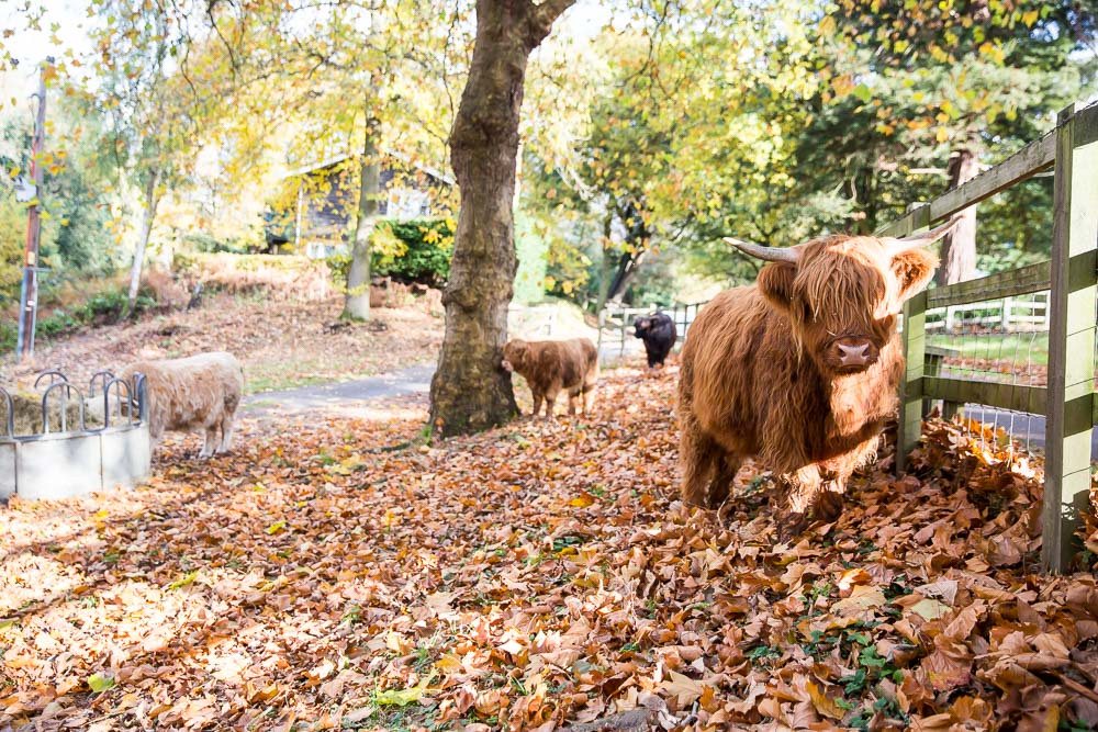 hedor_house_highland_cattle_photography-12.jpg