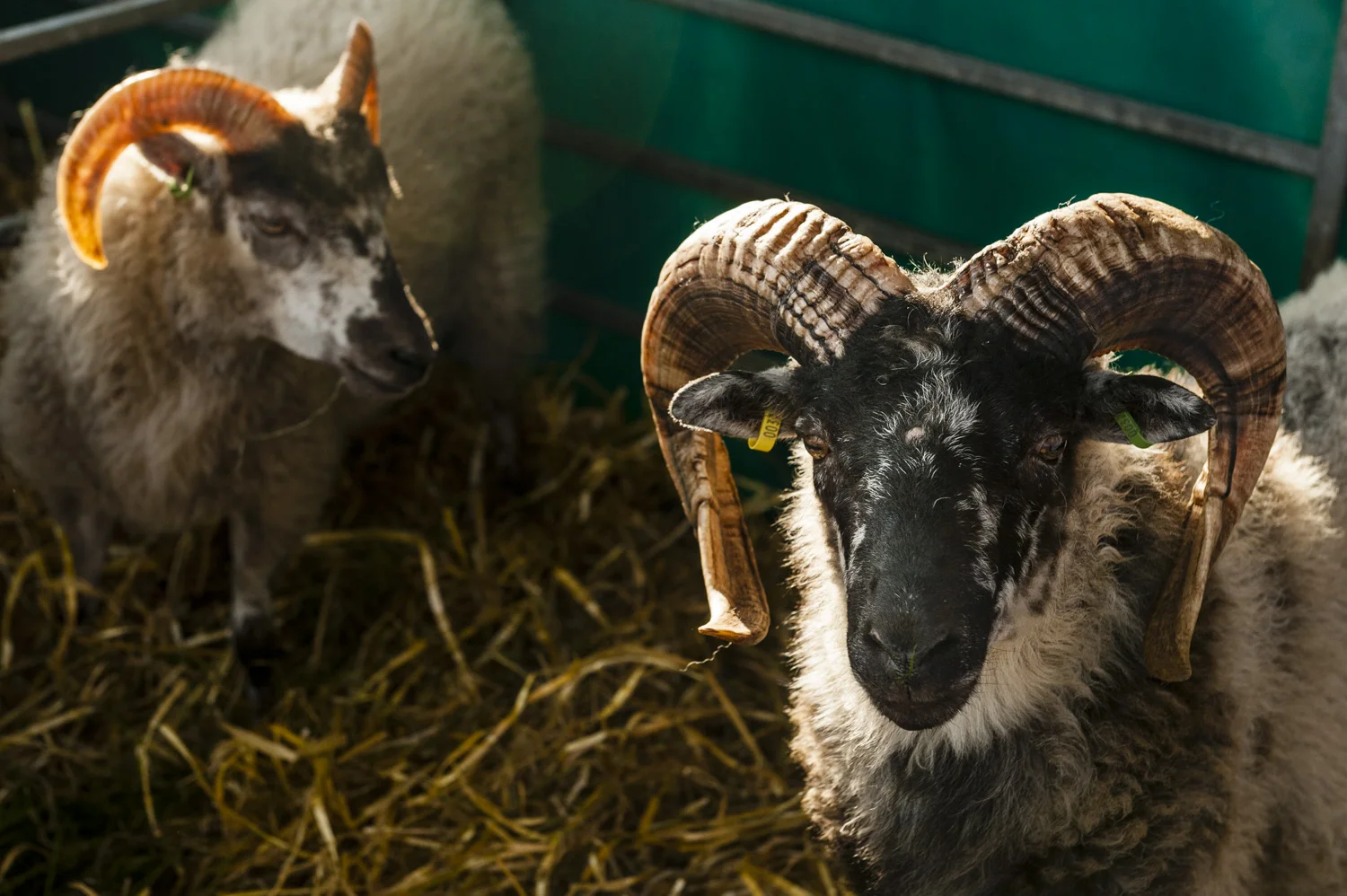 Rare Sheep