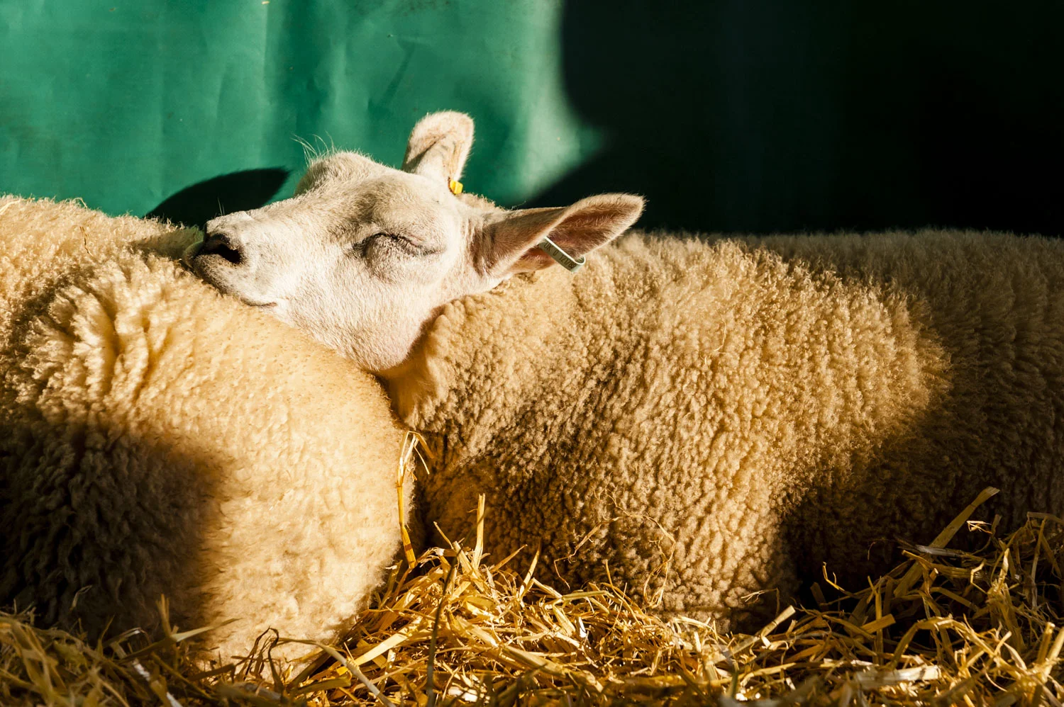 Sheep Easy