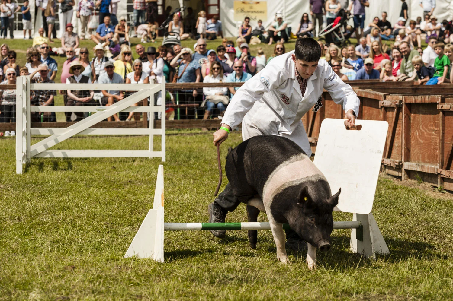 The Winning Pig
