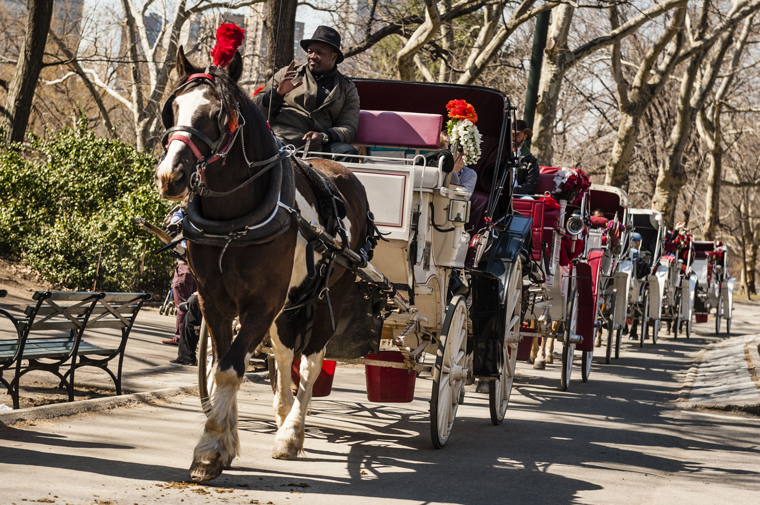 JAM_CARRIAGEHORSES-5.jpg